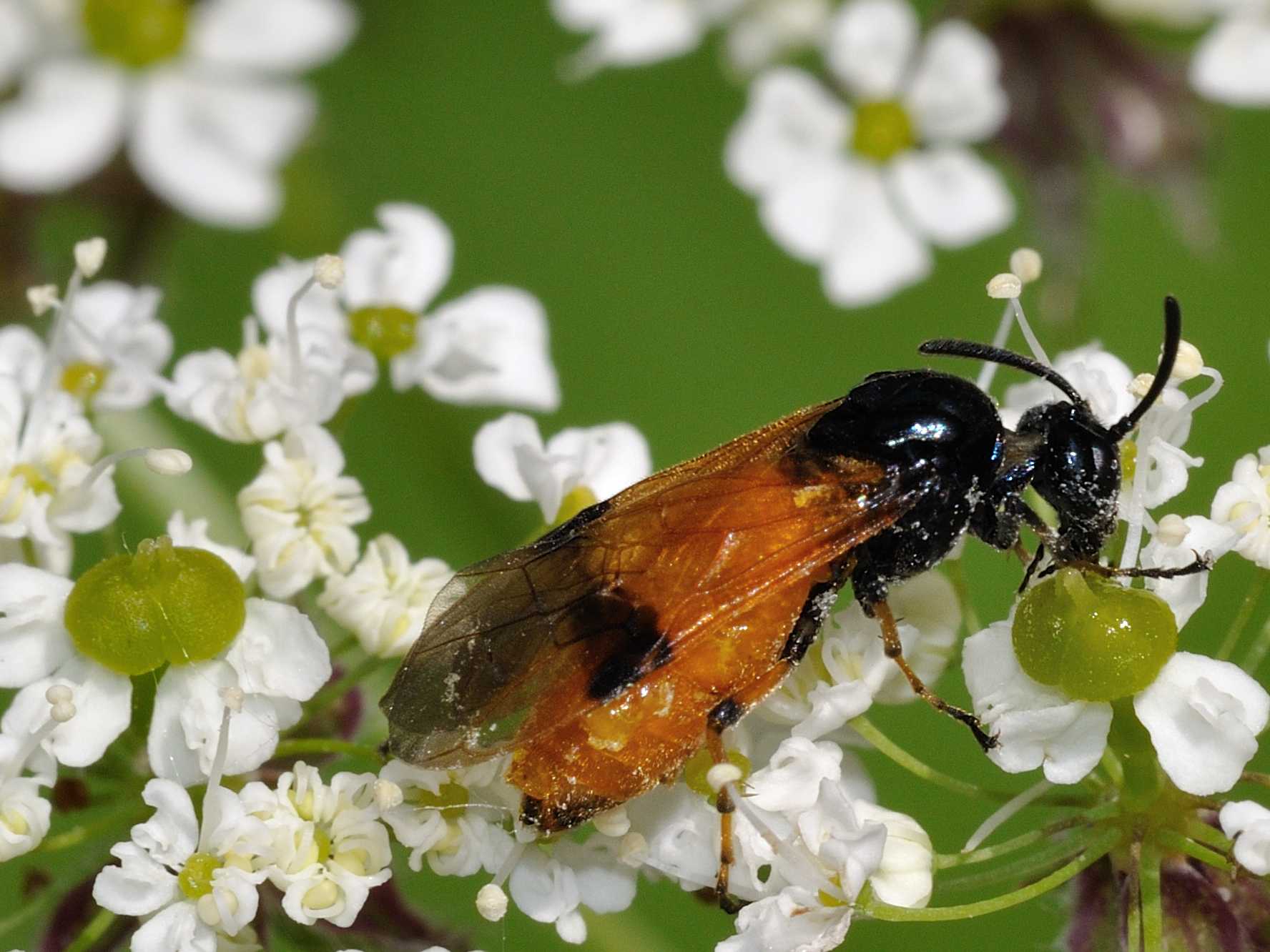 Arge cyanocrocea... conferma!